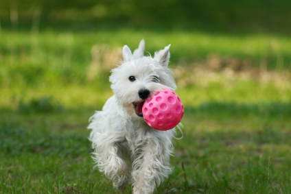 Types of Rewards – Miami Dog Training