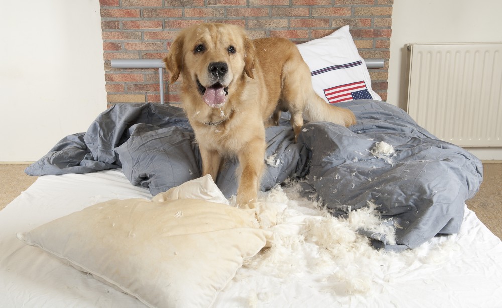 Does Your Dog Have Separation Anxiety? – Miami Dog Training