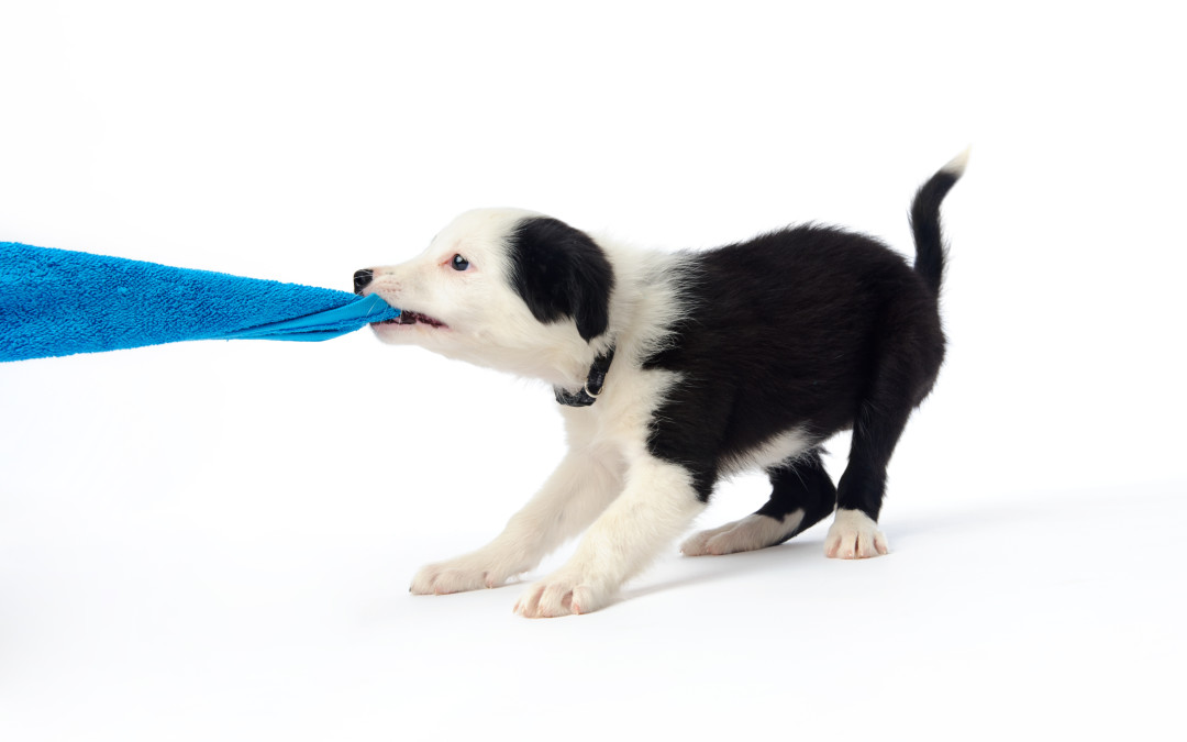 Puppy Training – Biting & Nipping